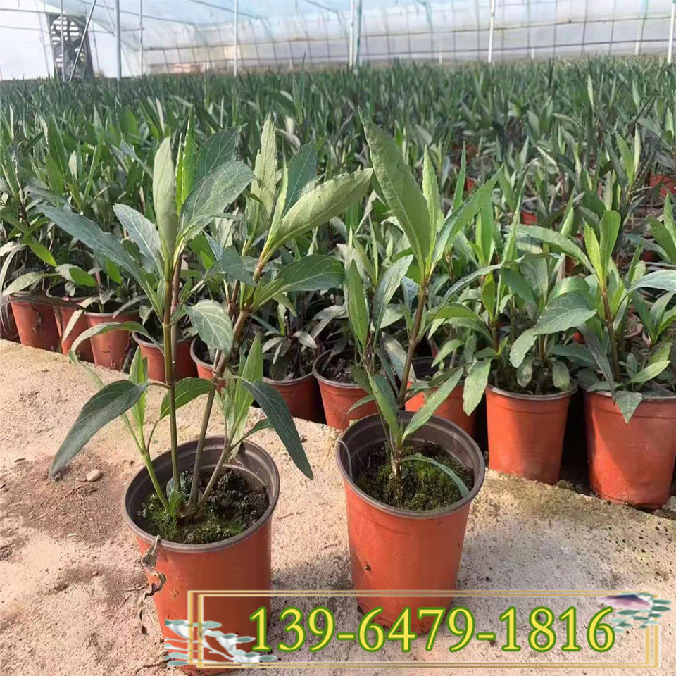 翠芦莉杯苗批发 四川粉花翠芦莉工程苗基地直销 价格美丽