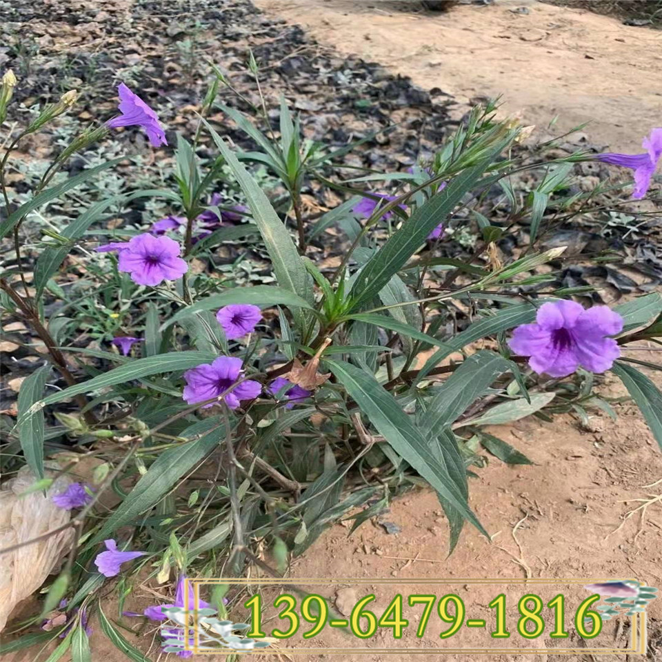 草坪美化翠芦莉小杯苗 翠芦莉花苗报价 蓝花草种植基地