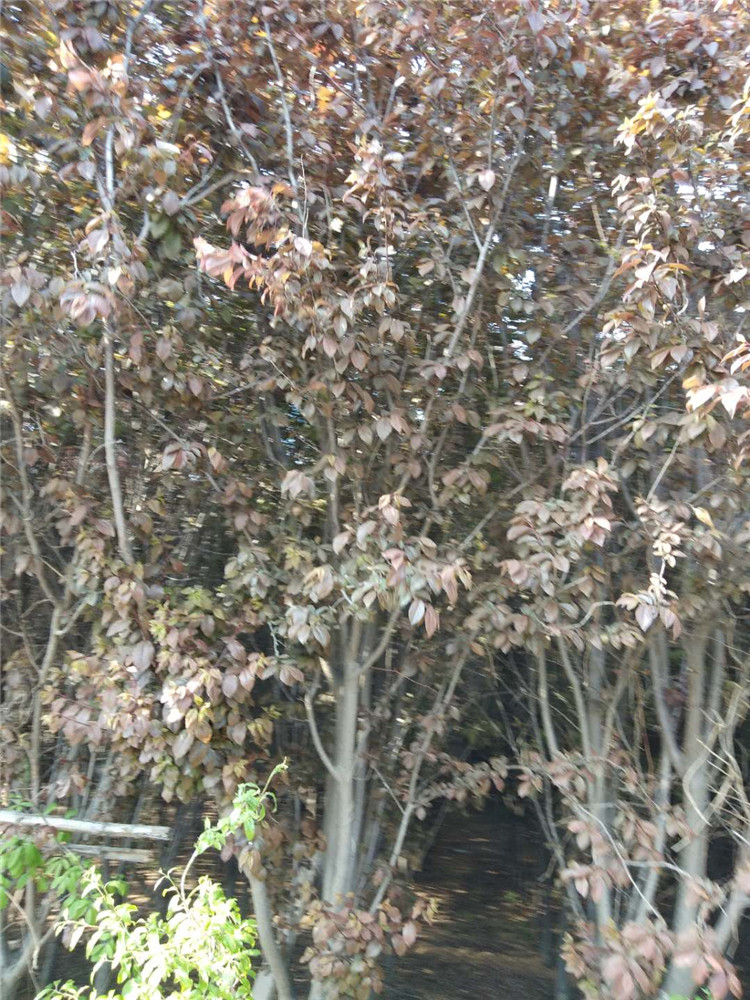 基地供应紫叶李 紫叶李树苗 紫叶李价格