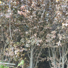 基地供应紫叶李 紫叶李树苗 紫叶李价格
