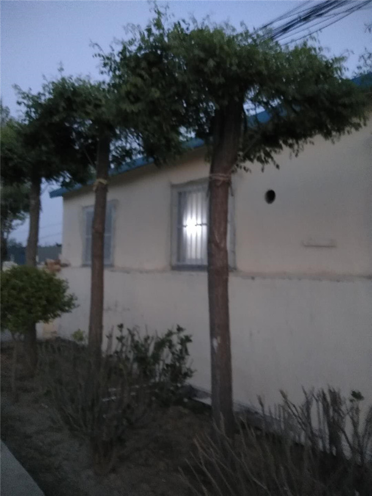 大量种植出售龙爪槐 龙爪槐价格 优良龙爪槐树