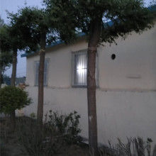 大量种植出售龙爪槐 龙爪槐价格 优良龙爪槐树