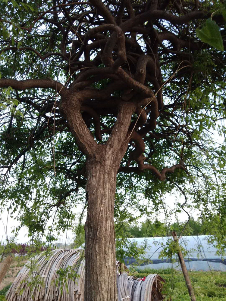 基地直供龙爪槐 龙爪槐价格 龙爪槐树