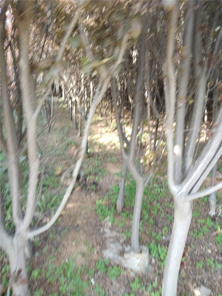 大量出售红叶紫叶李 红叶紫叶李树苗 红叶紫叶李批发