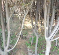 大量出售红叶紫叶李 红叶紫叶李树苗 红叶紫叶李批发