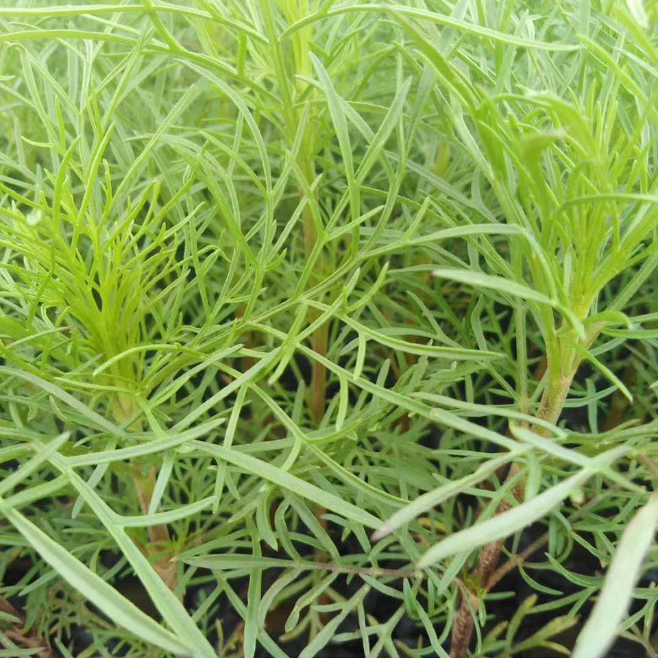 大量供应波斯菊 波斯菊花海苗 电话询价