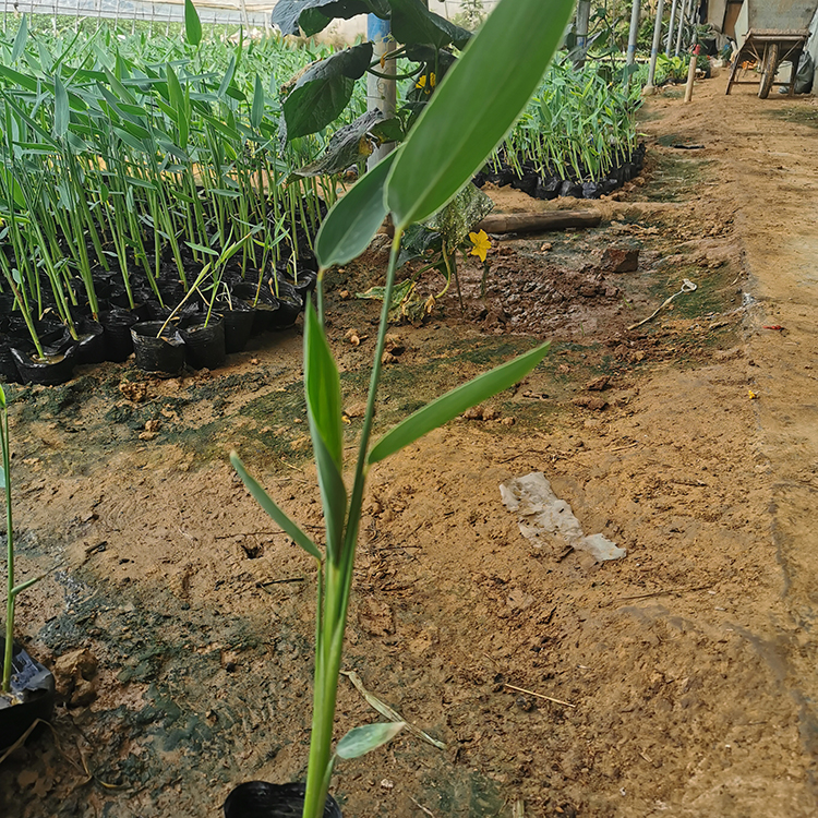 岱青花卉苗木供应 再力花苗 山东再力花价格