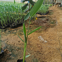 岱青花卉苗木供应 再力花苗 山东再力花价格