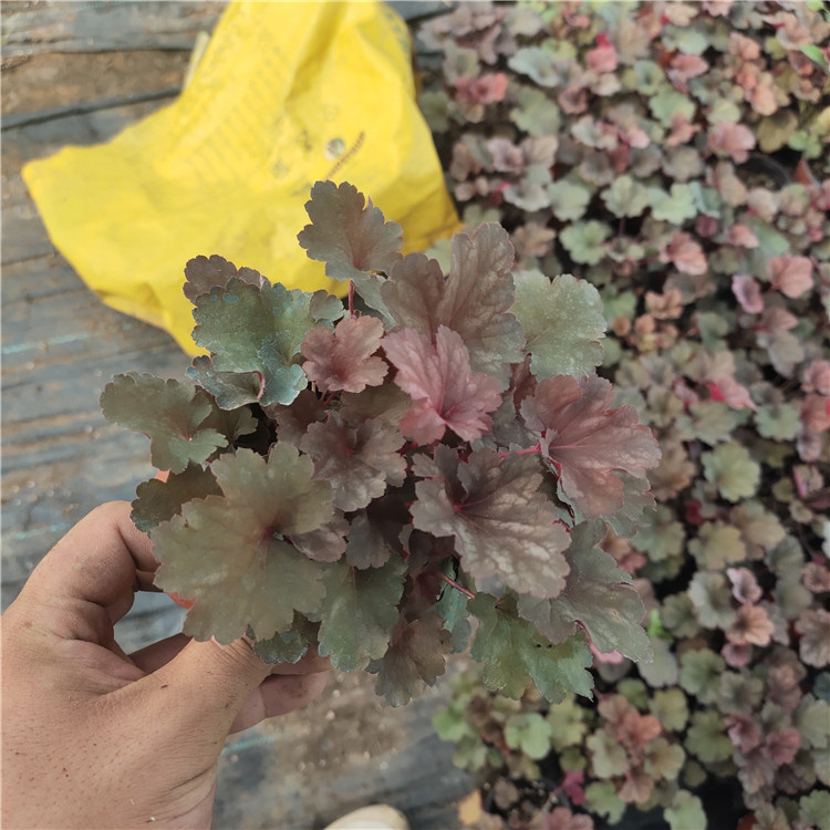 青州蝴蝶铃 欢迎选购 双色盆矾根基地