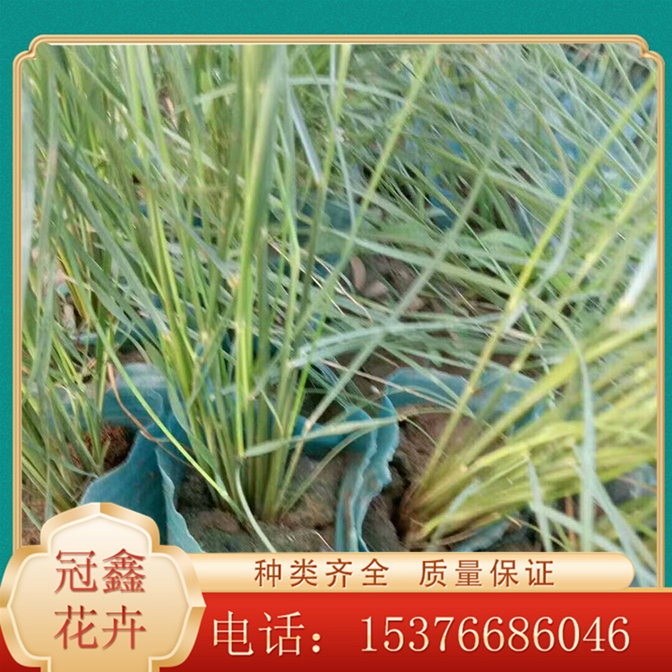暖季型草本粉黛乱子草 粉黛乱子草批发 粉黛乱子草量大优惠