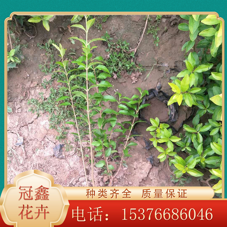 基地直售金叶女贞，批量出售，质优价廉