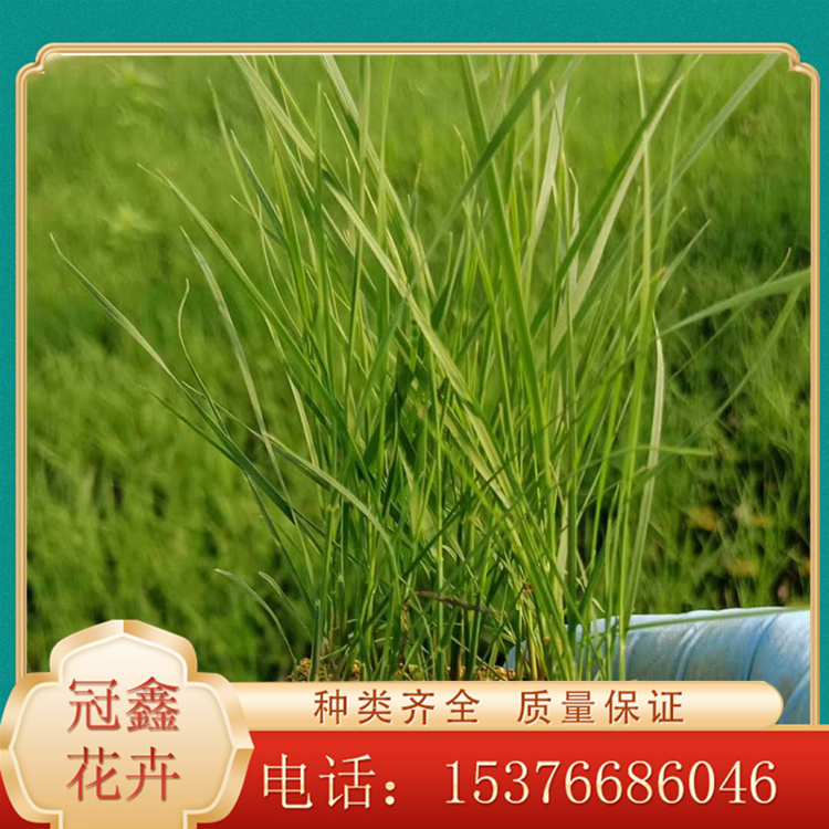 出售粉黛乱子草 粉黛乱子草供货商 观赏粉黛乱子草