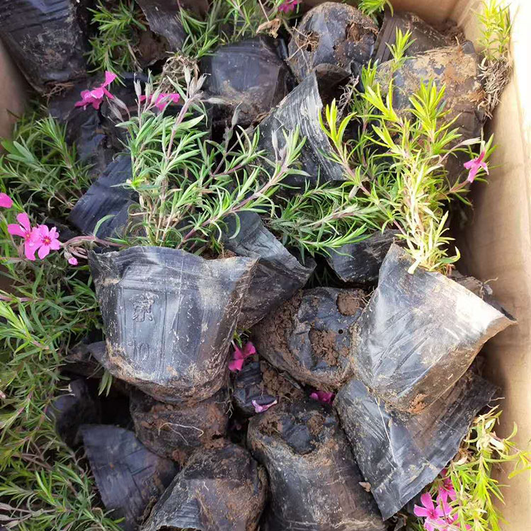 大量供应 丛生福禄考种植基地 丛生福禄考行情