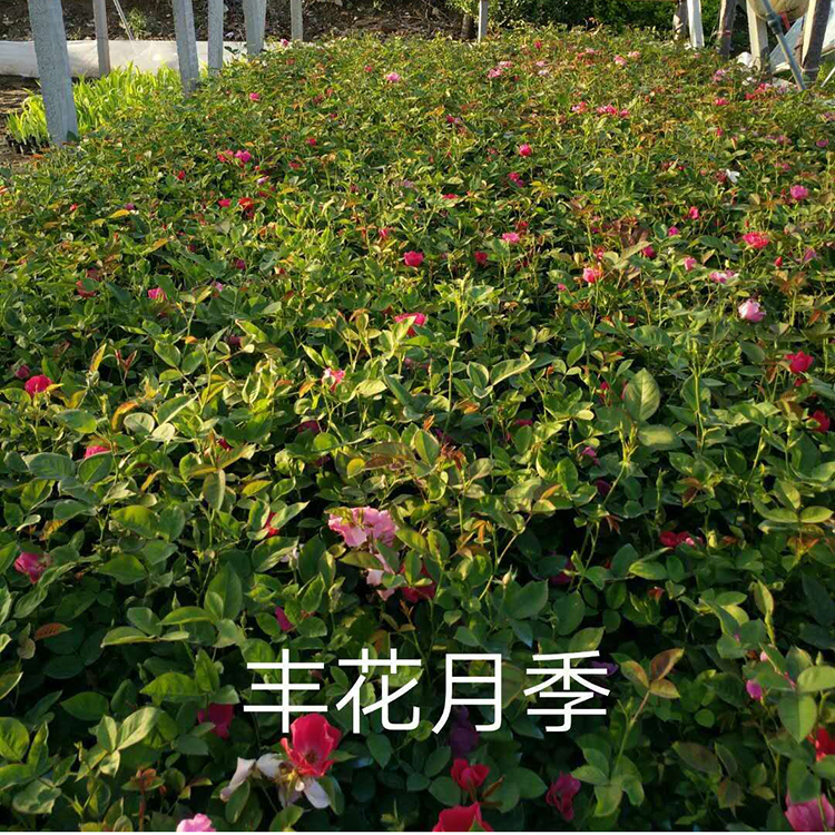 苗圃供应多色丰花月季 多色丰花月季价格 球型月季培育