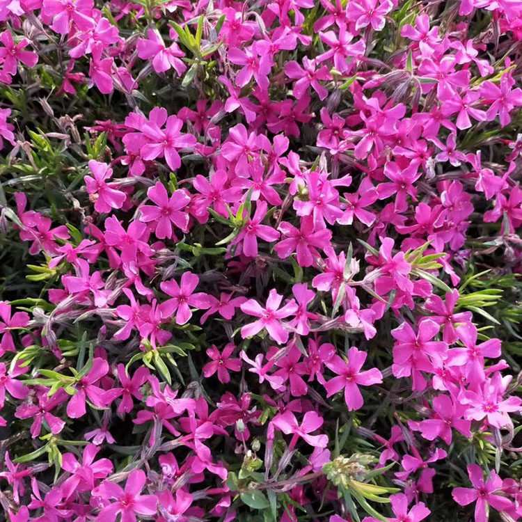 基地优惠直发 丛生福禄考报价 多年生矮小草本