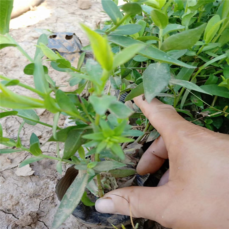 紫苑花种植基地 紫苑订购报价 紫苑种植厂家 江瑞园艺