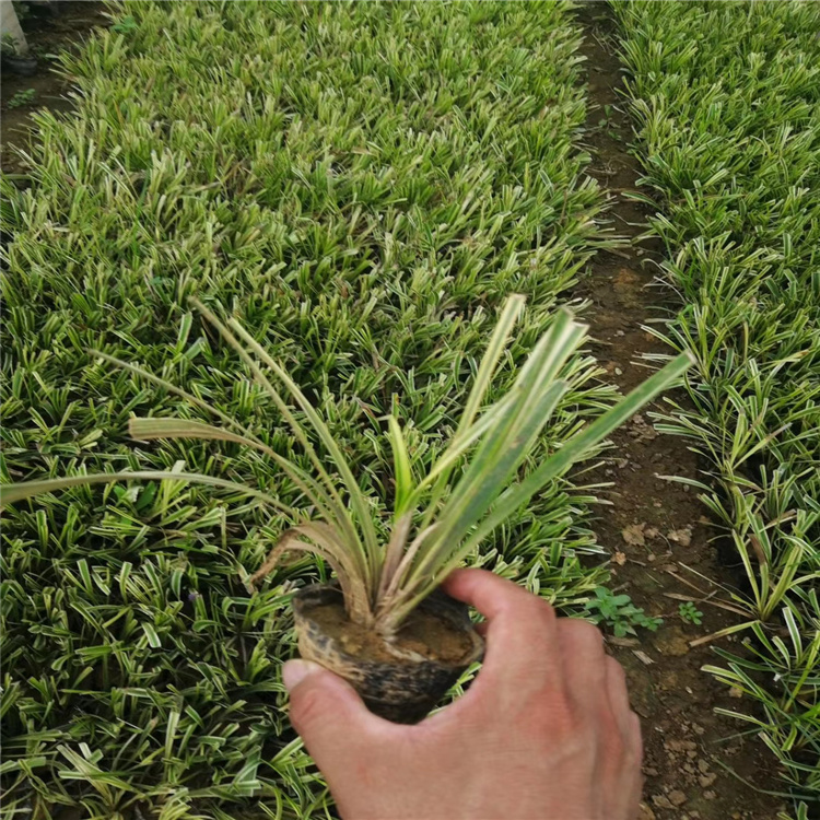金边麦冬价格 金边麦冬种植基地 金边麦冬批发采购 江瑞观赏草