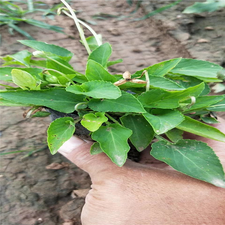 山东青州紫花地丁批发 紫花地丁价格 紫花地丁培育基地 江瑞园艺紫花地丁种植厂家