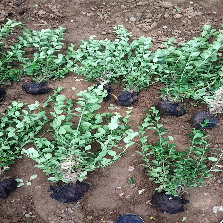 山东卫矛种植基地 卫矛批售价格 地被绿篱卫矛批发 江瑞园艺苗圃直批