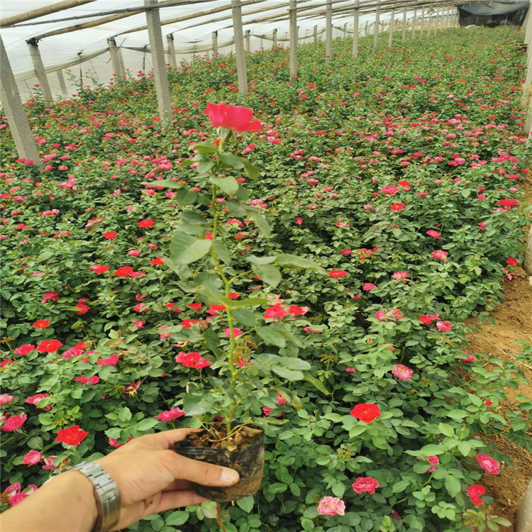 红帽月季培育基地 红帽月季小苗价格 山东青州红帽月季批发 江瑞花卉直供