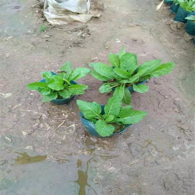 耐寒鼠尾草基地 营养钵鼠尾草价格 蓝花鼠尾草批发 江瑞花卉批发商
