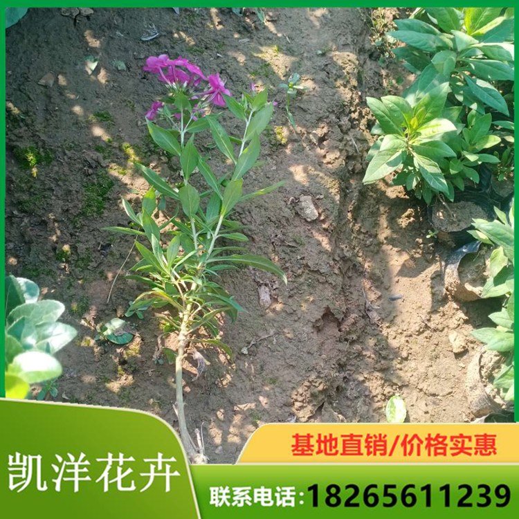 大量供应 福禄考培养基地 芝樱批发 苗圃供应