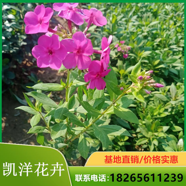 福禄考批发商 批发福禄考基地 花海福禄考小苗 花海草花