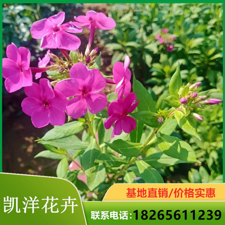 凯洋福禄考 福禄考 芝樱出售 宿根花卉