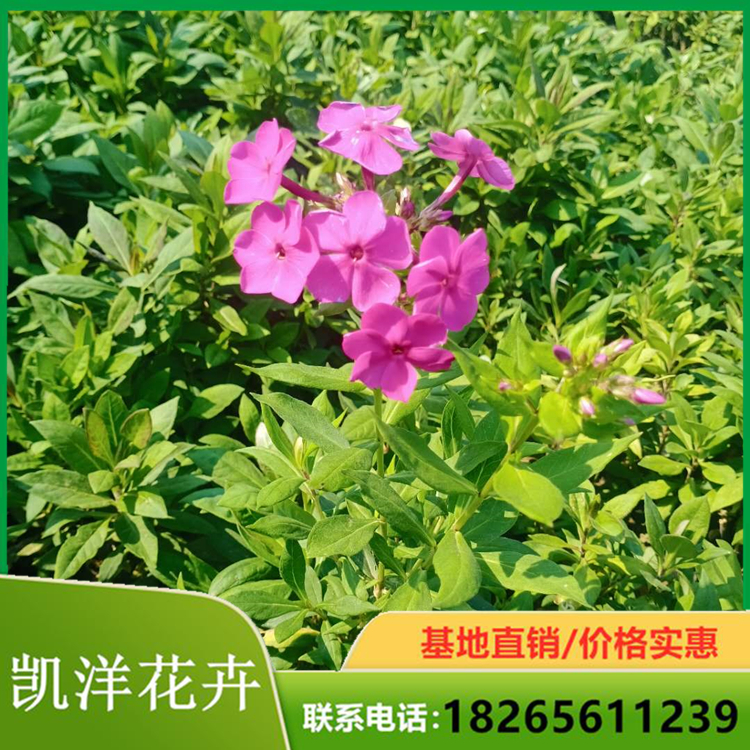 芝樱杯苗 福禄考培养基地 花海福禄考小苗 量大优惠