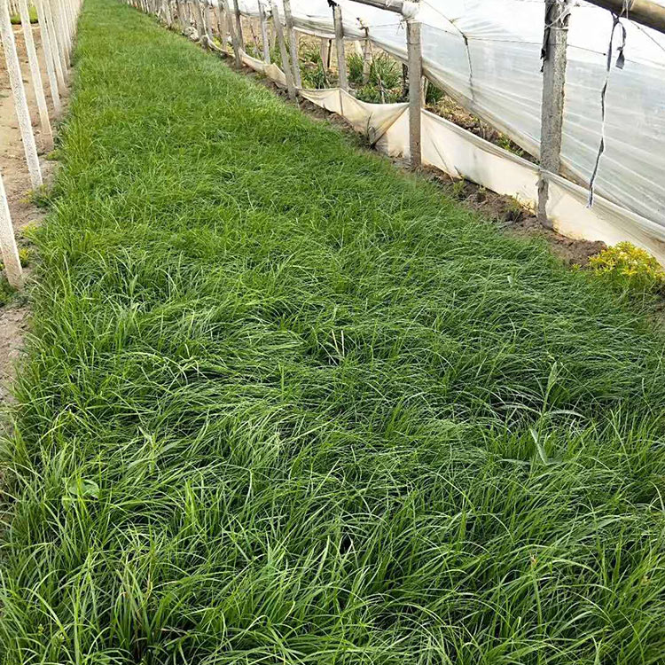 青绿苔草种子直销 基地供应 山东青绿苔草种子