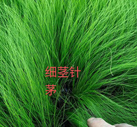 细茎针茅供应商 一二年宿根花卉 青州细茎针茅