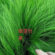 细茎针茅供应商 一二年宿根花卉 青州细茎针茅