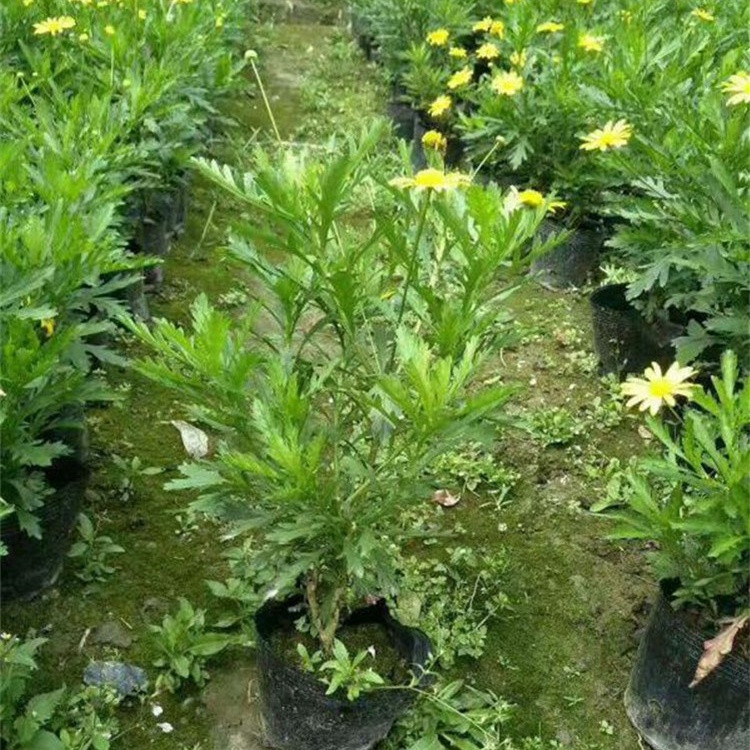 宿根草花花卉木春菊  木春菊供应  量大优惠