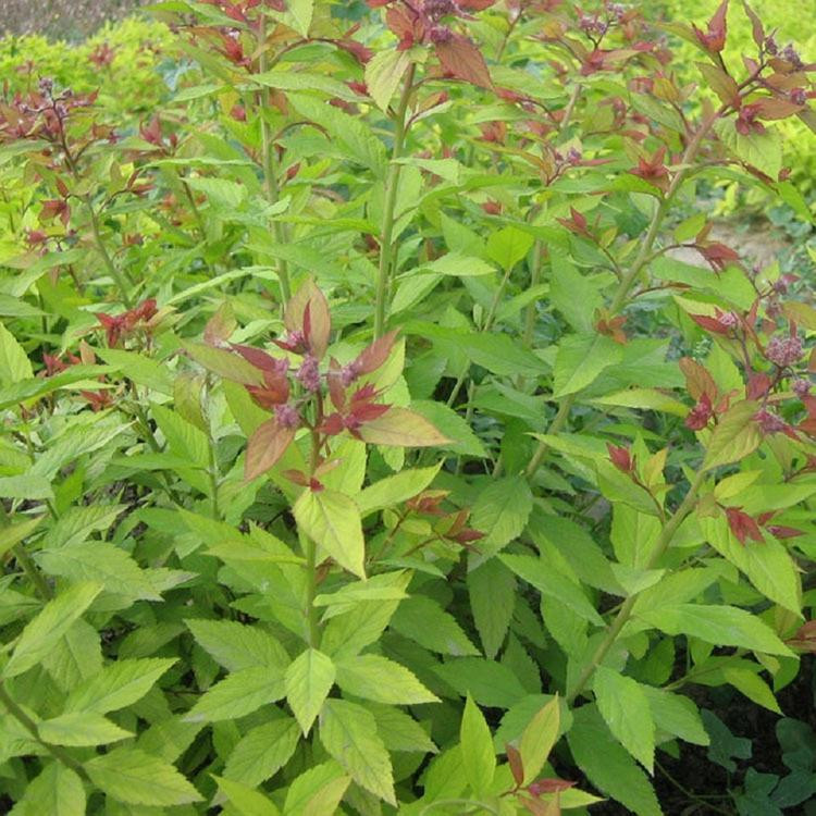 金山绣线菊 苗圃基地批发 山东绣线菊行情
