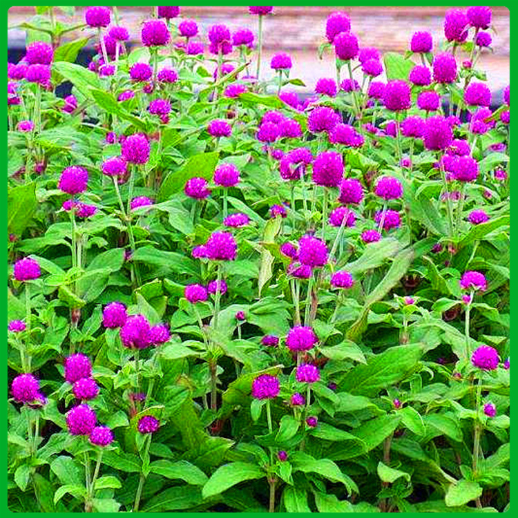花农自营 千日红小苗 千日红批发商
