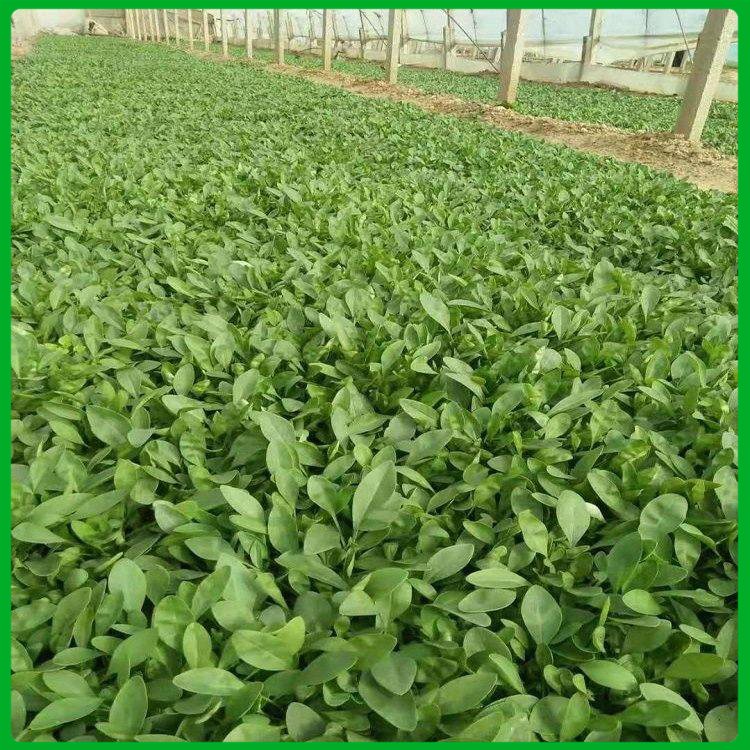 基地种植 金鸡菊报价 青州金鸡菊