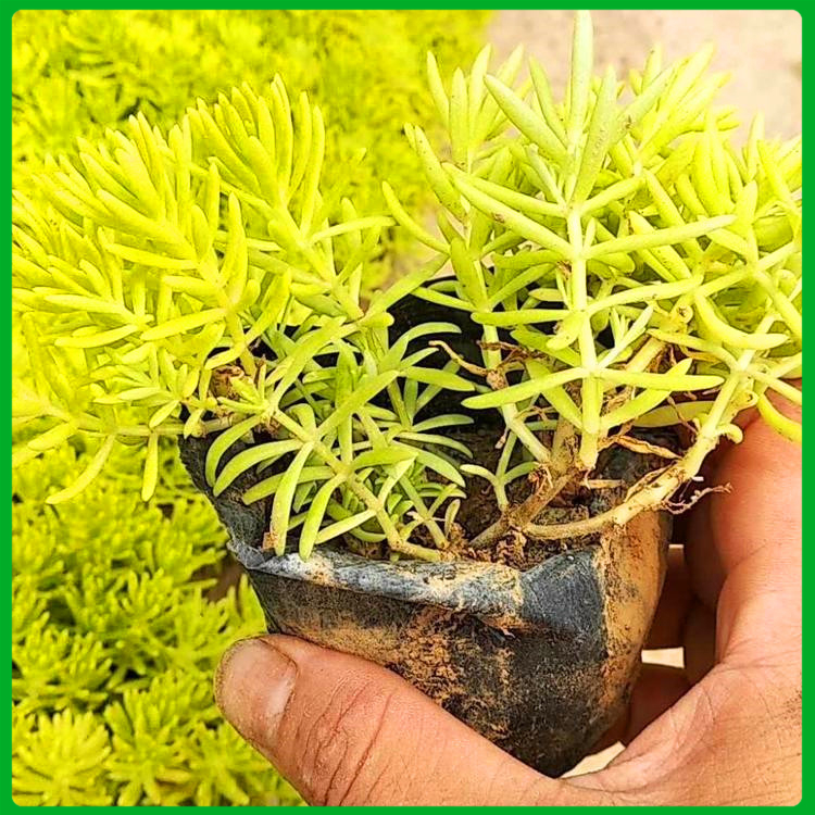 佛甲草行情 启诺花卉供应 黄金佛甲草