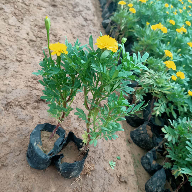 孔雀草培育基地 一年生草本花卉 青州孔雀草花海