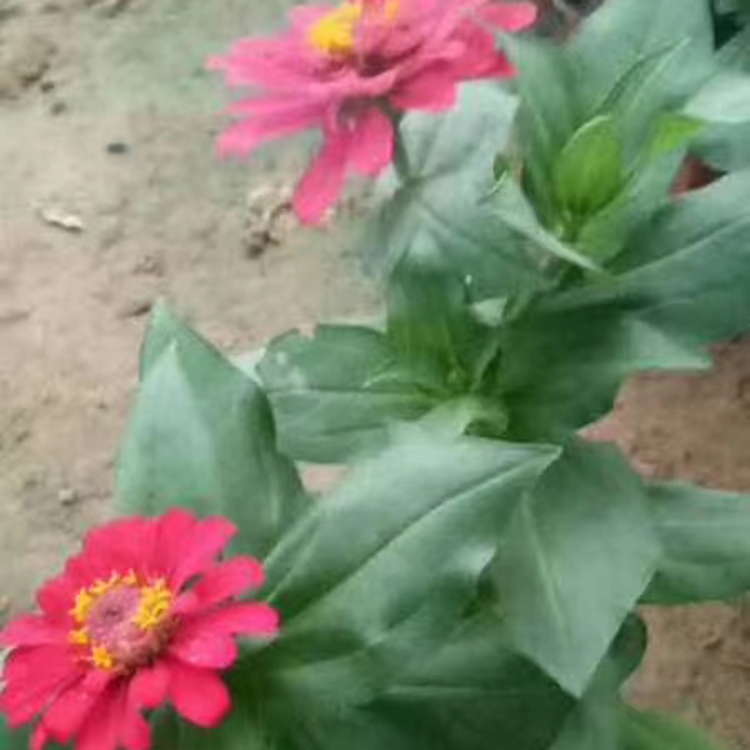 百日草批发 苗圃批发 山东草花 百日草