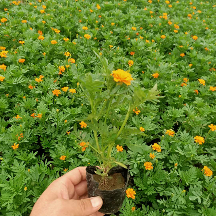 庭园栽培植物 孔雀草种苗 孔雀草基地