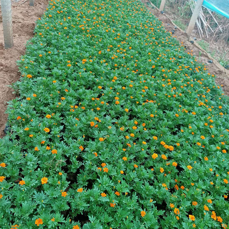 价格从优哦 小万寿菊 孔雀草基地