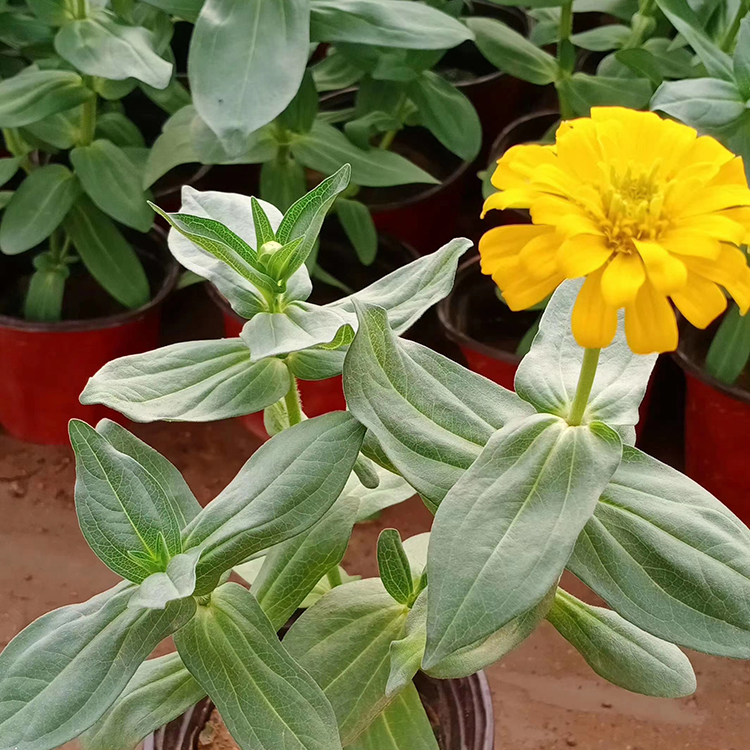 基地供应 绿化用百日草 百日草基地