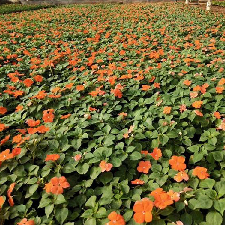 山东草花 苗圃供应 非洲凤仙 非洲凤仙基地