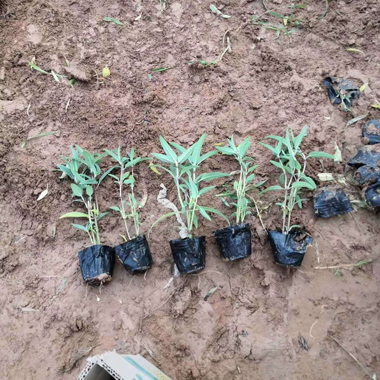 墨西哥鼠尾草供货商 基地供应 青州墨西哥鼠尾草小苗