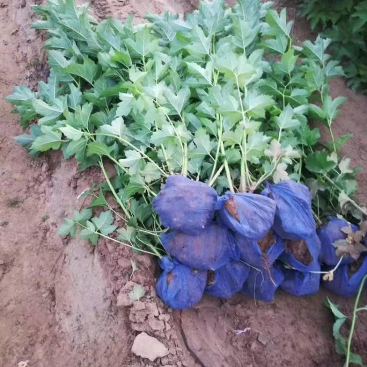 天目琼花 价格实惠 山东天目琼花基地
