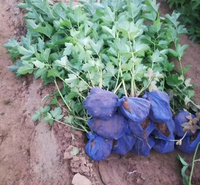 天目琼花 价格实惠 山东天目琼花基地