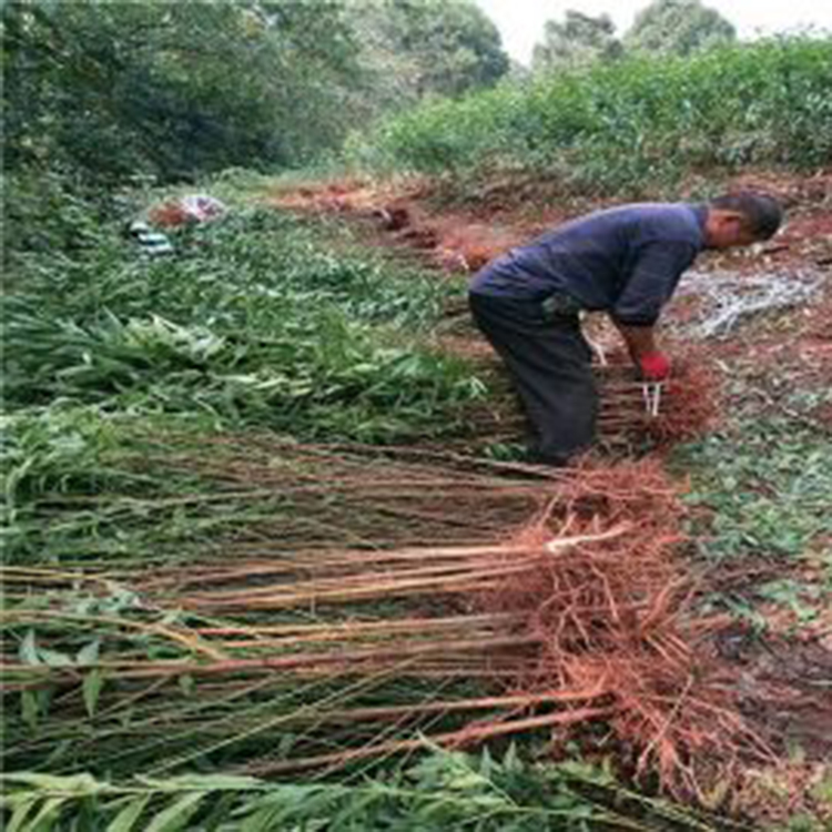 杏树 量大优惠 青州杏树种植基地