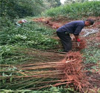 杏树 量大优惠 青州杏树种植基地