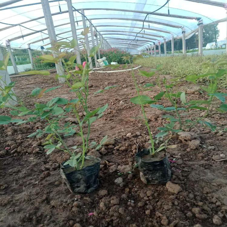 月季供应商 欢迎电话联系 山东大花月季