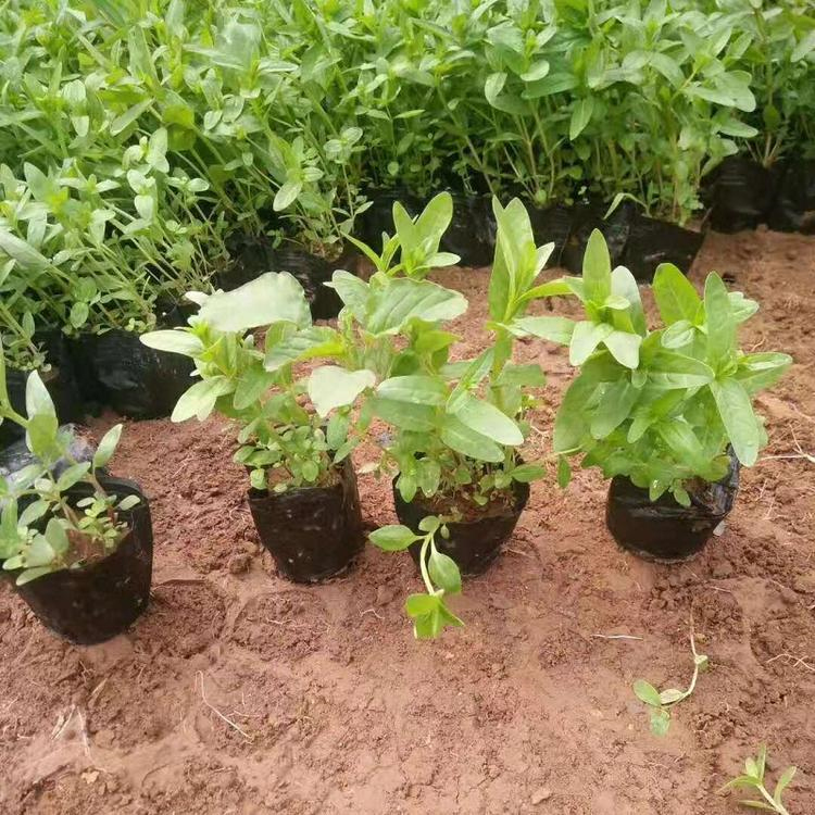 千屈菜基地 价格从优 青州草花 千屈草